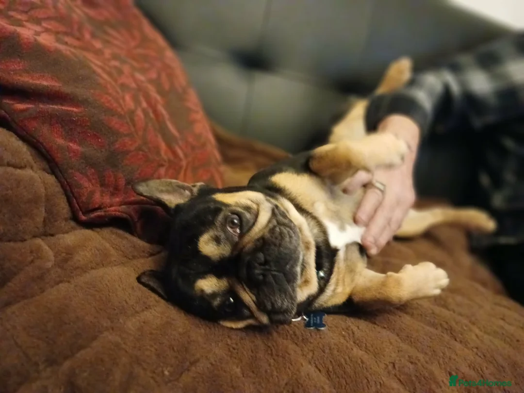 French Bulldog dogs for stud: French bulldog for stud - Advert 2