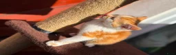 Mixed Breed cats for sale: Mixed ragdolls - Advert 22