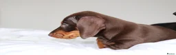 Miniature Dachshund dogs for sale: Miniature Dachshund puppies  - Advert 19