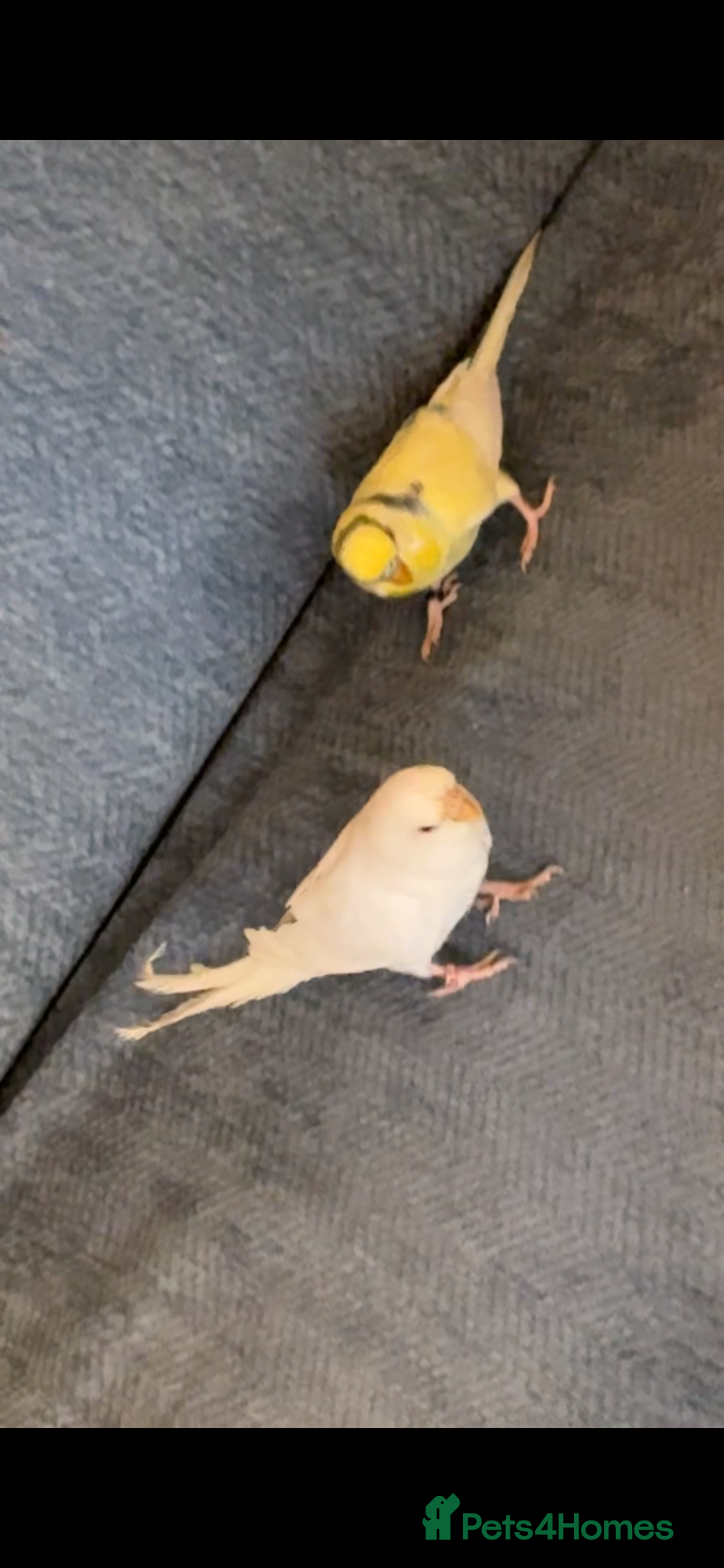 Ringnecks birds Cute young budgies - Advert 4