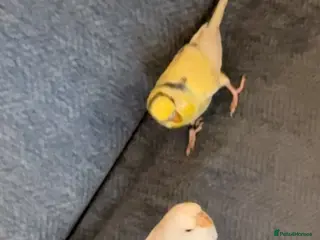 Ringnecks birds Cute young budgies - Advert 4