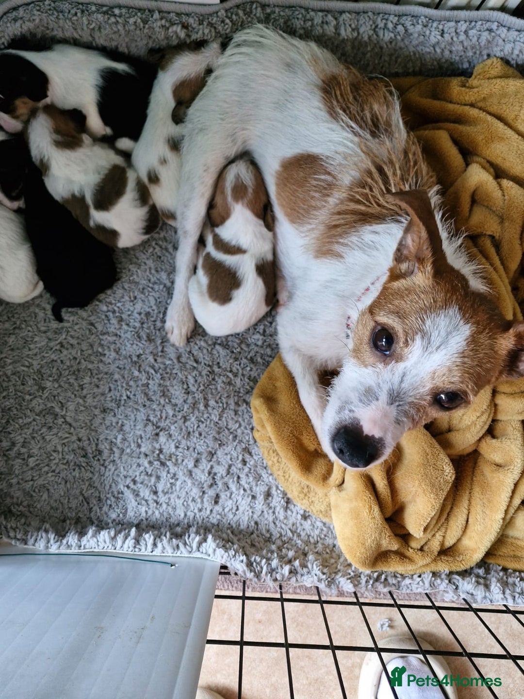 Mixed Breed dogs for sale: Cavajack Puppies  - Advert 1