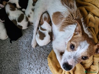 Mixed Breed dogs Cavajack Puppies - Advert 13