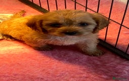 Cavapoo dogs for sale: F1 cavapoo,puppies, girls and boys available - Image 8