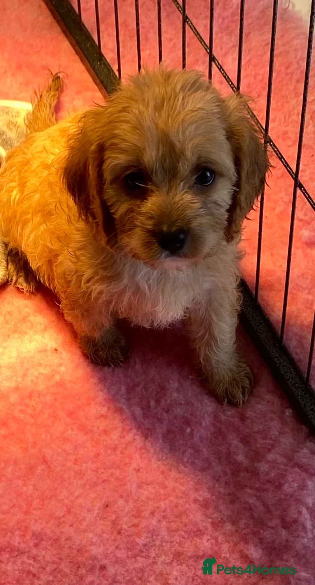 Cavapoo dogs for sale: F1 cavapoo,puppies, girls and boys available - Image 8