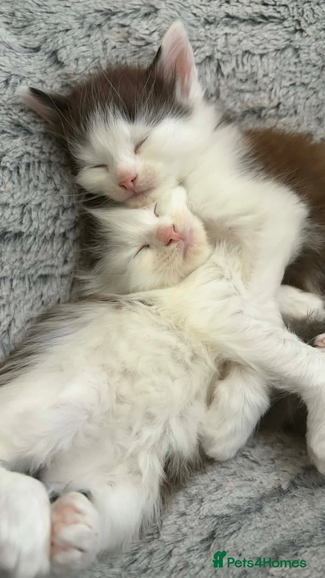 Mixed Breed cats for sale: 🐾 Last 2 Gorgeous Boys Looking for Loving Homes - Advert 2