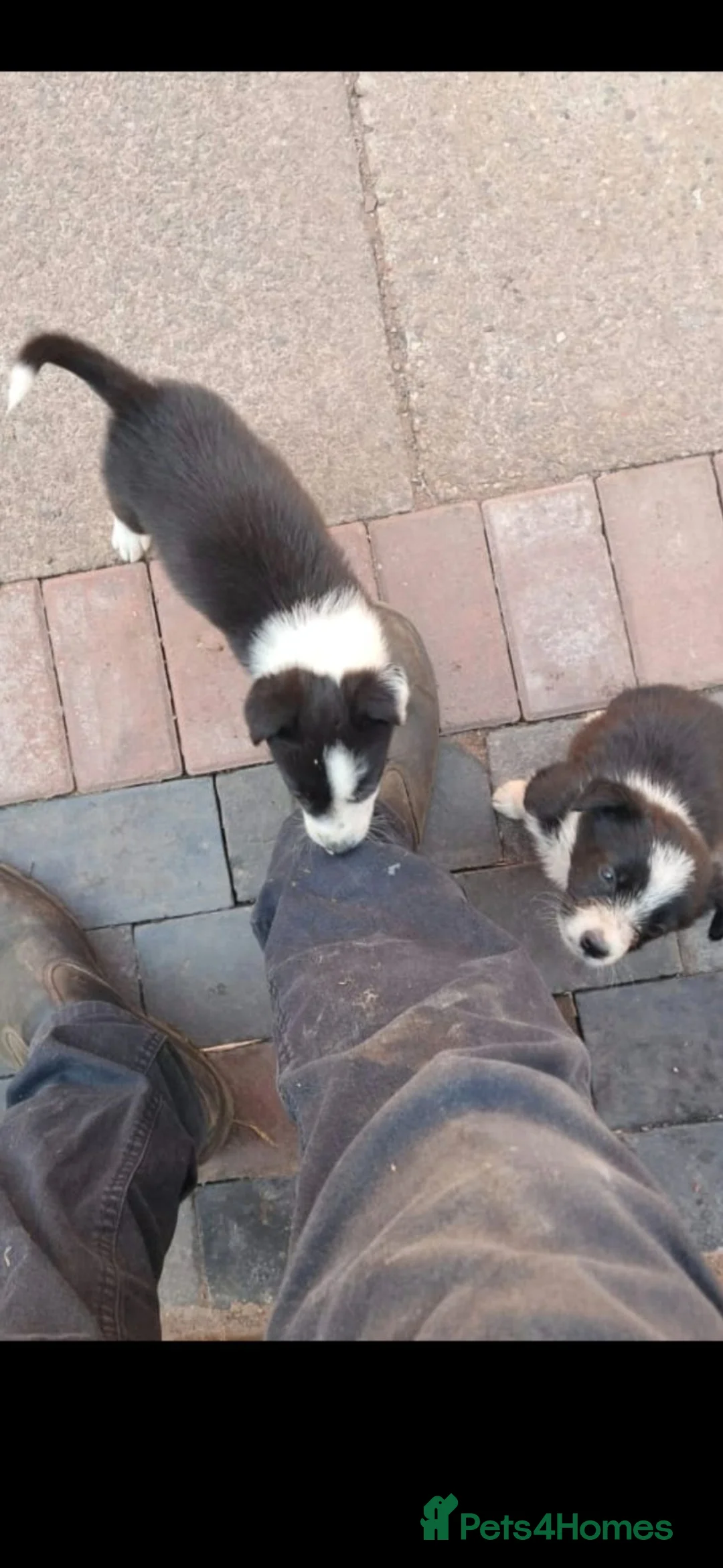 Border Collie dogs for sale: Farm bred border collies  - Advert 1