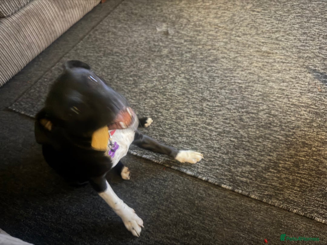 Staffordshire Bull Terrier dogs for sale: Female staffy black and white  - Advert 4