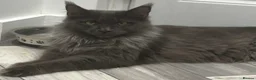 Maine Coon cats for sale: GCCF Reg’d MaineCoon Kittens–Blue Smoke-RoKits - Advert 10