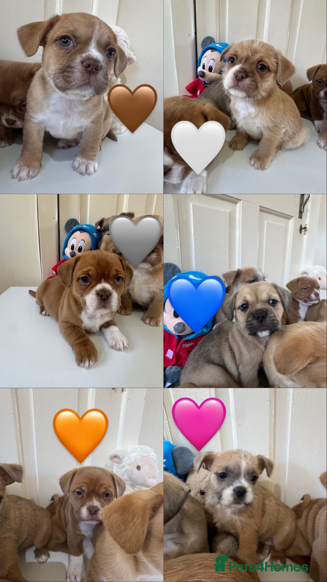 Mixed Breed dogs Adorable French Bulldog x Shih Tzu Puppies  - Advert 1