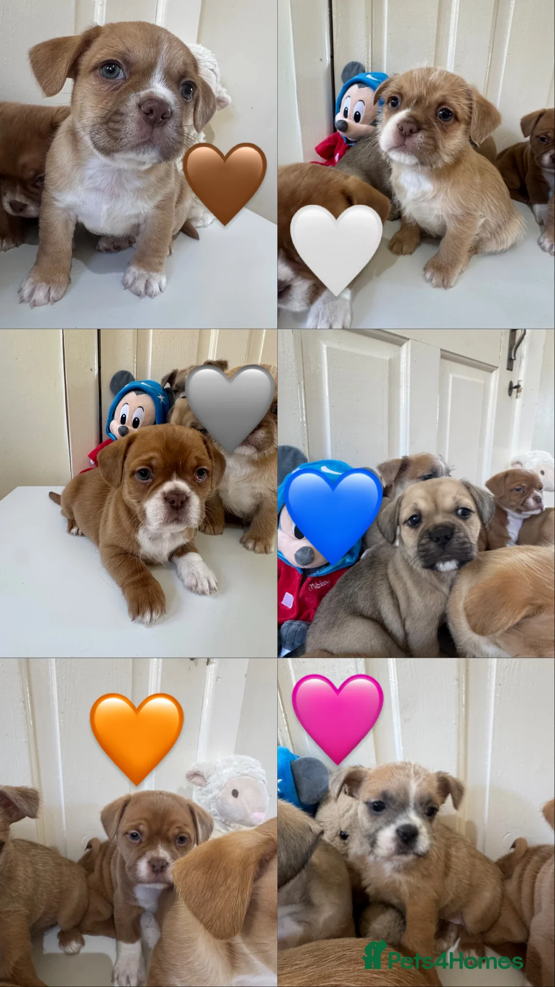 Mixed Breed dogs for sale: Adorable French Bulldog x Shih Tzu Puppies  - Advert 1