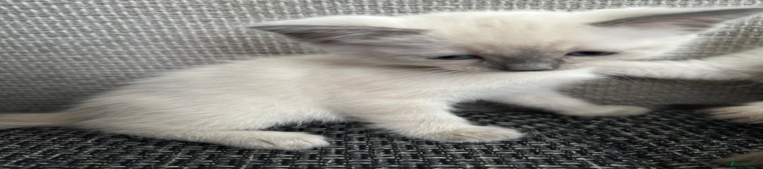 Siamese Kitten 2