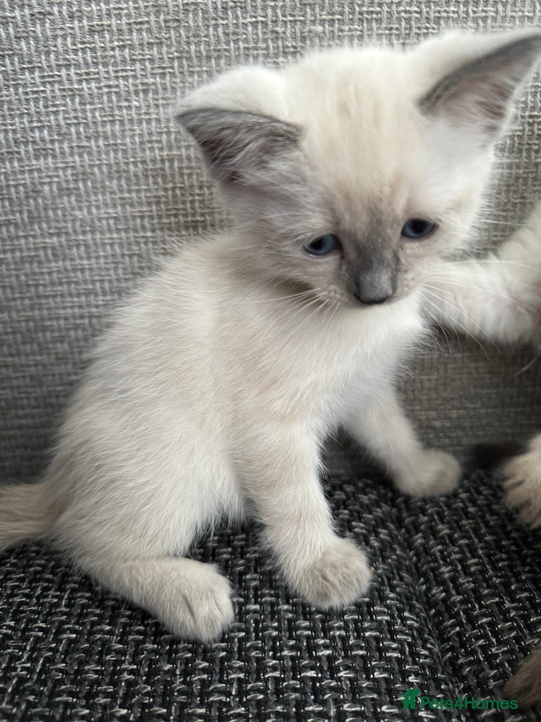 Siamese cats for sale: 3 siamese/ragdoll male kittens - Image 5
