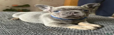 French Bulldog 1