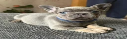 French Bulldog dogs for sale: French bulldog puppies  in Carluke - Advert 3