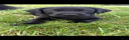 Labrador Retriever dogs for sale: Outstanding FTCH KC registered Labrador puppies  - Advert 3