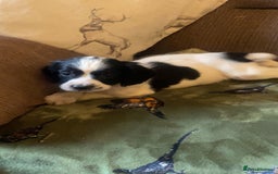 English Springer Spaniel dogs for sale: English springer spaniel puppies  - Image 2