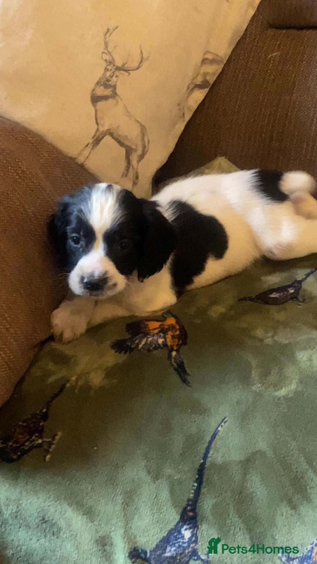 English Springer Spaniel dogs for sale: English springer spaniel puppies  - Image 2