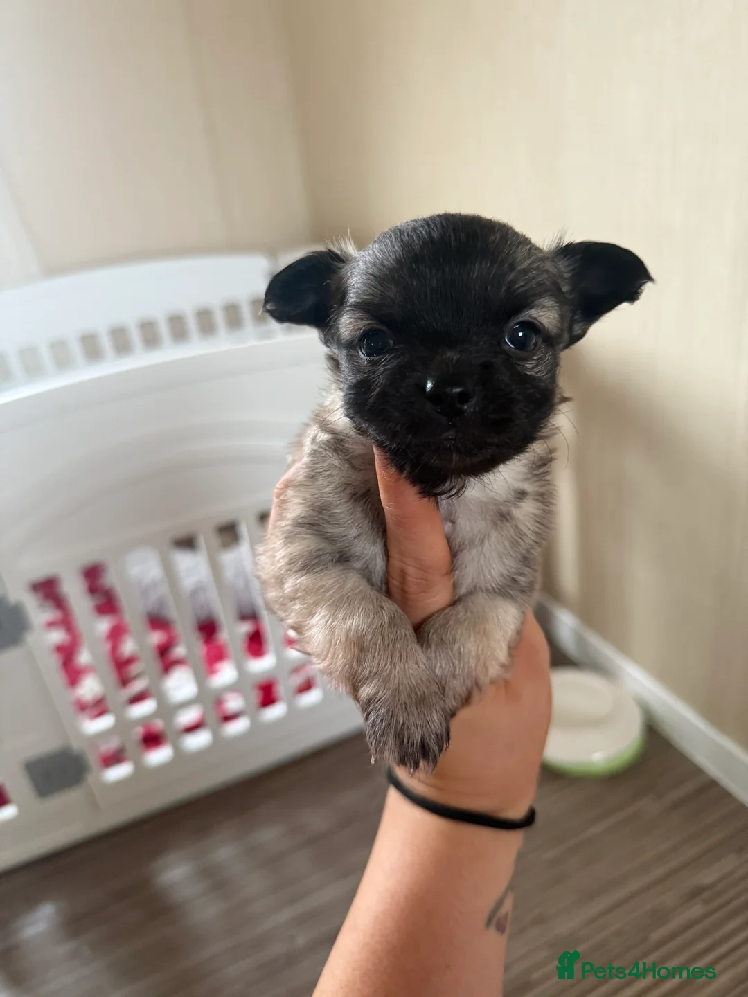 Chihuahua dogs for sale: 2 BOY CHIHUAHUA FOR SALE - Advert 1