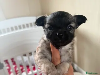 Chihuahua dogs 2 BOY CHIHUAHUA FOR SALE - Advert 5