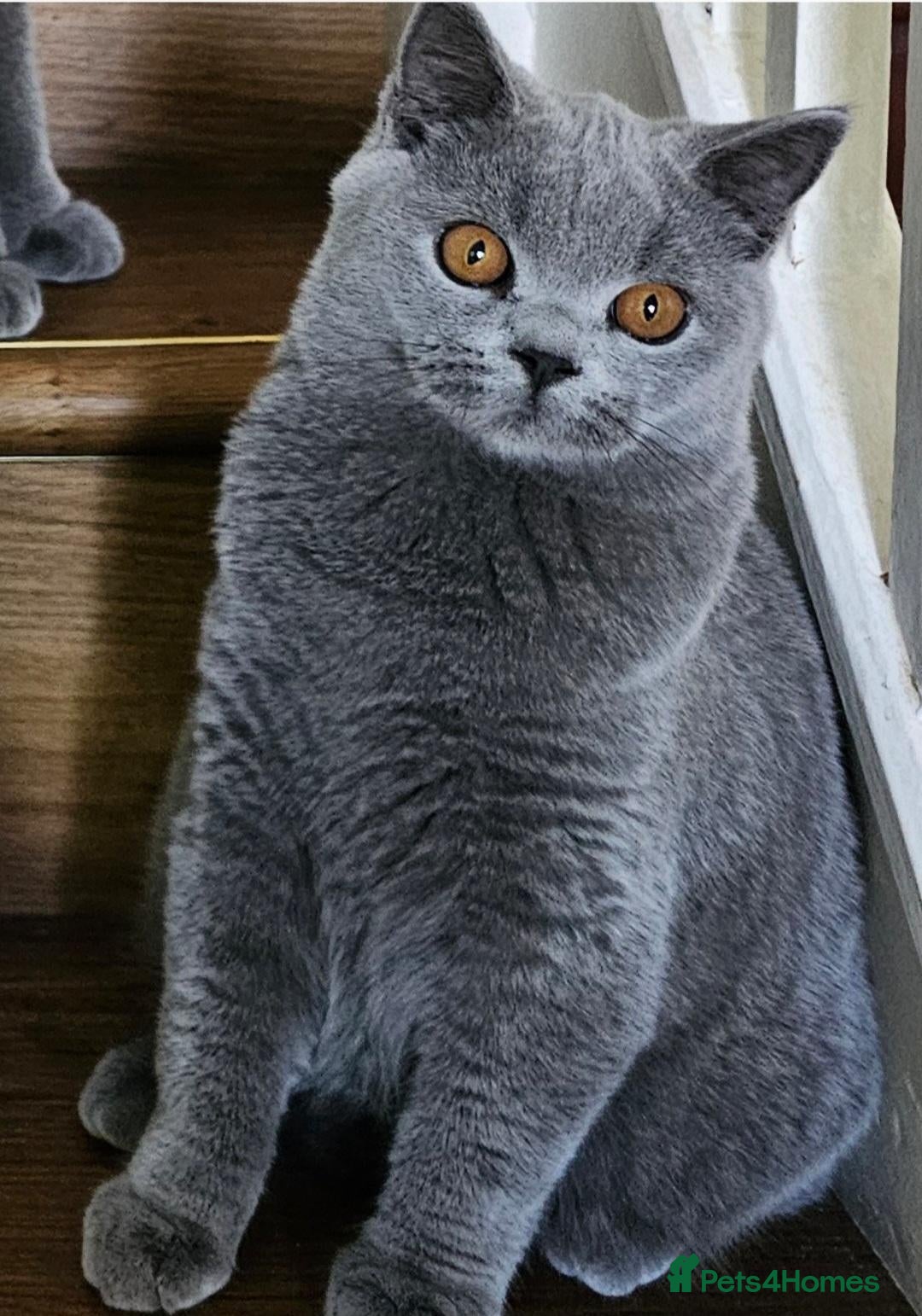 British Shorthair cats Stunning healthy BSH kittens - Advert 14