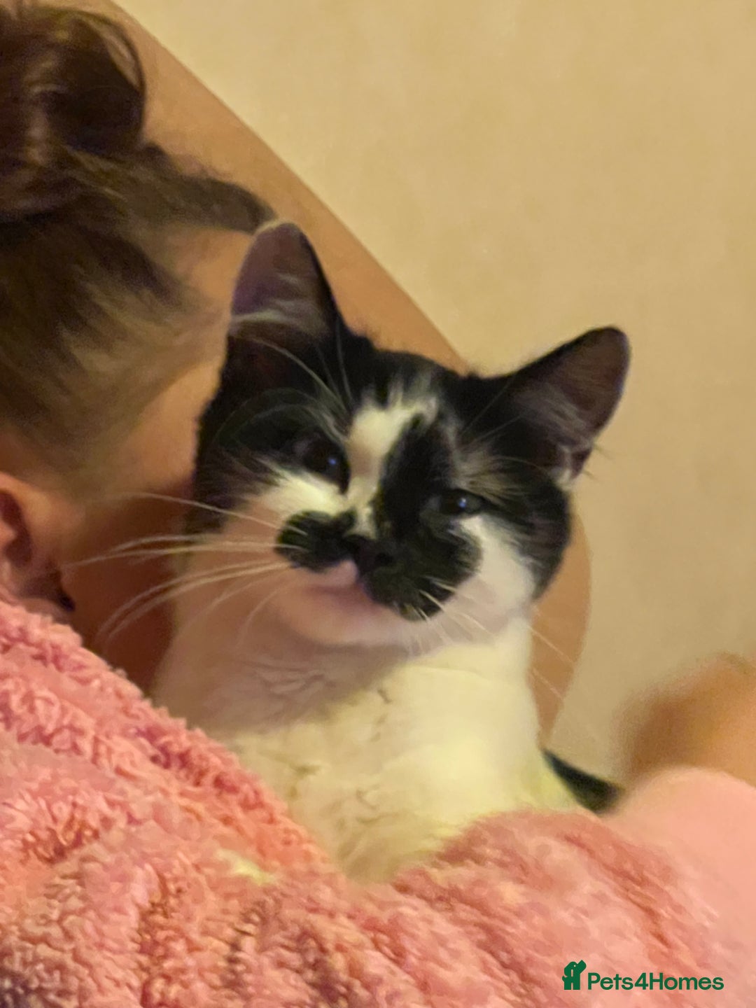 Mixed Breed cats for sale: Maggie, Russian blue/ tuxedo mixed breed - Advert 1