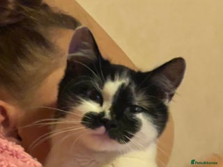 Mixed Breed cats Maggie, Russian blue/ tuxedo mixed breed - Advert 1