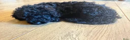 Cockapoo dogs for sale: Ready Now f1b Black & Brown Cockapoo Puppies! 🐾 - Advert 5