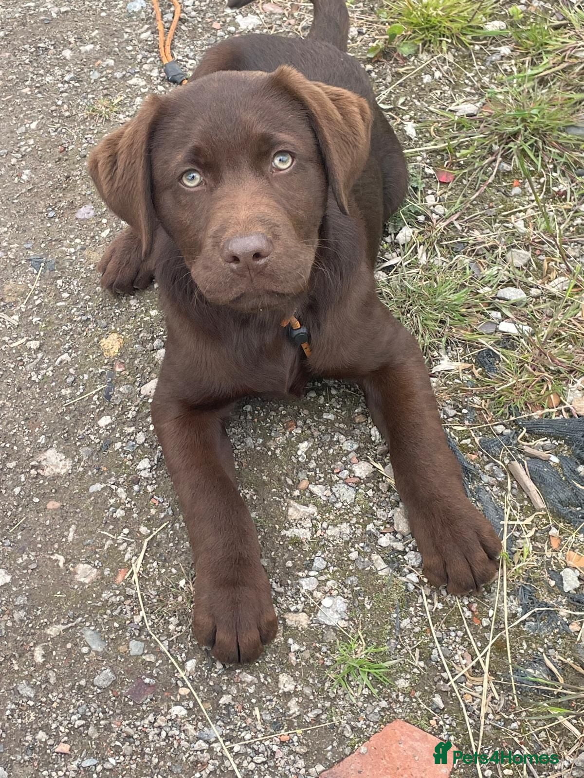 Labrador Retriever dogs Advanced trained Labrador  - Advert 8