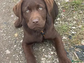Labrador Retriever dogs Advanced trained Labrador - Advert 1