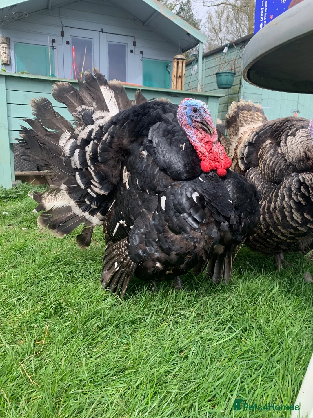 Turkeys poultry for sale: Two boy turkeys for sale - Advert 1