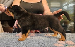 Rottweiler dogs for sale: Superb litter of dual purpose Rottweiler puppies. - Image 15