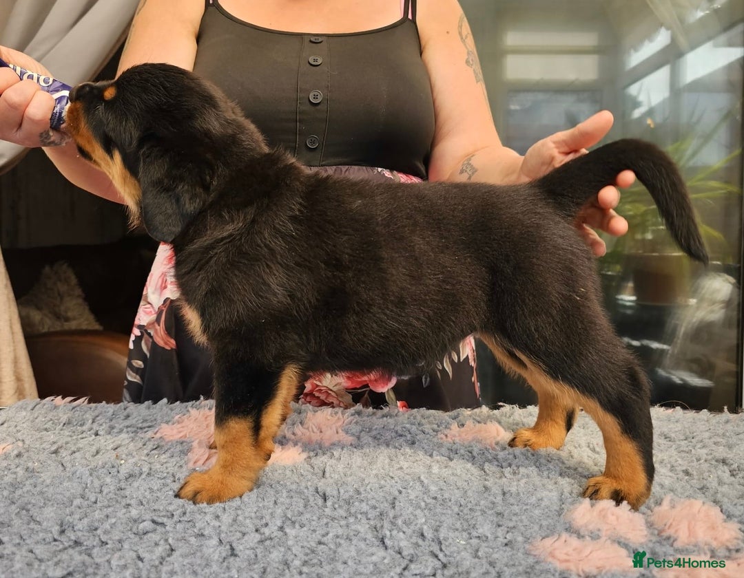 Rottweiler dogs for sale: Superb litter of dual purpose Rottweiler puppies. - Image 15