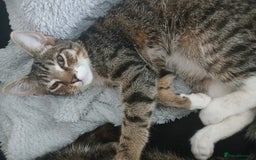 Mixed Breed cats for sale: Tabby kittens - Image 15