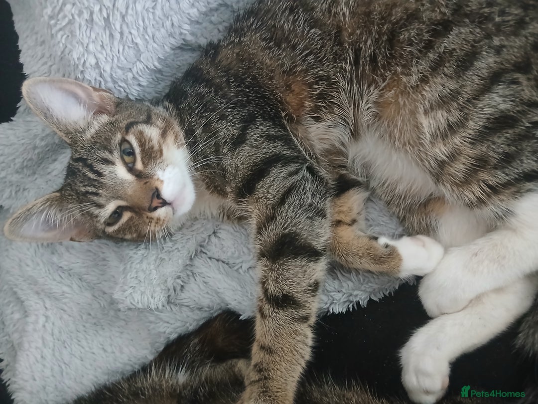 Mixed Breed cats for sale: Tabby kittens - Image 15