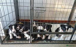 Border Collie dogs for sale: Farm bred Border Collie Pups for sale. - Advert 2