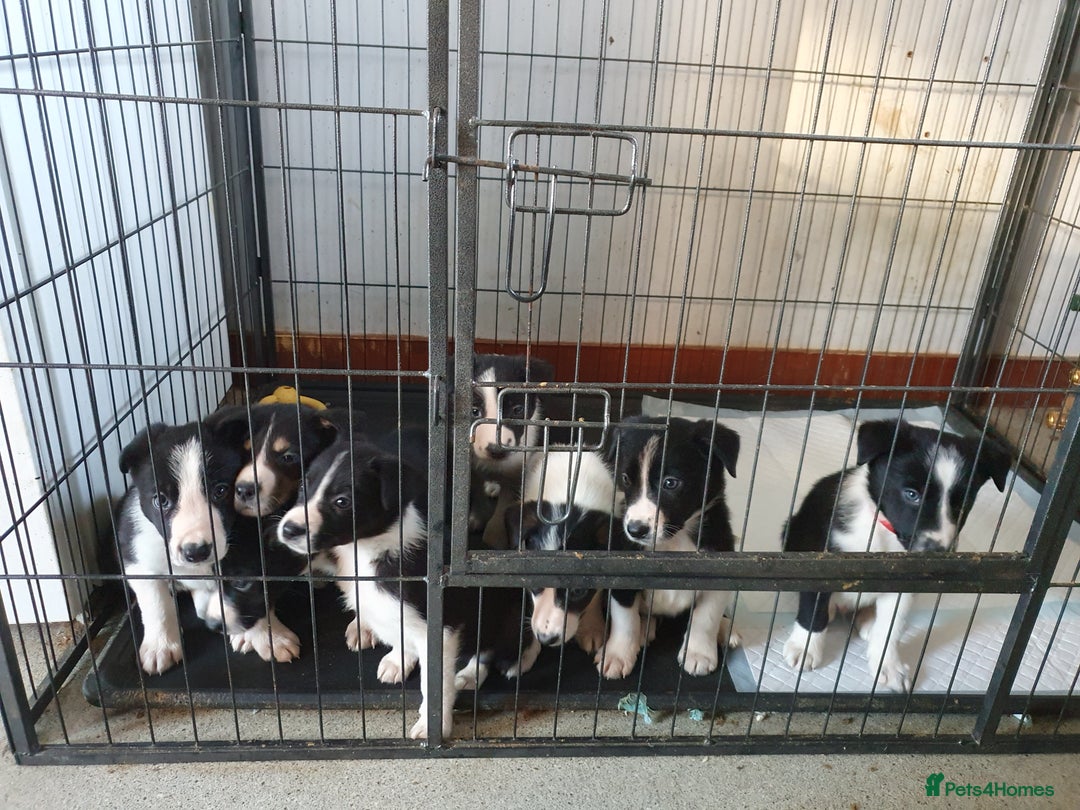 Border Collie dogs for sale: Farm bred Border Collie Pups for sale. - Advert 2