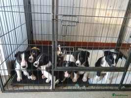 Border Collie dogs Farm bred Border Collie Pups for sale. - Advert 2