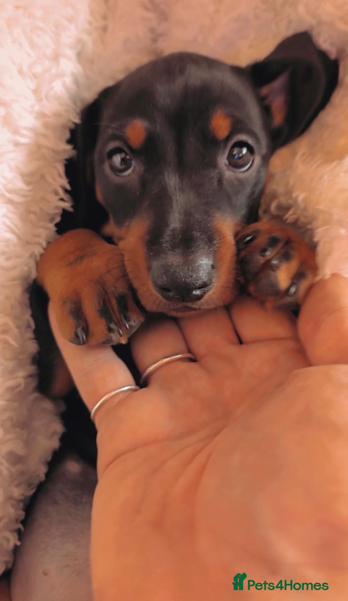 Dachshund dogs  REDUCED female B&T Standard Dachshund available  - Advert 2