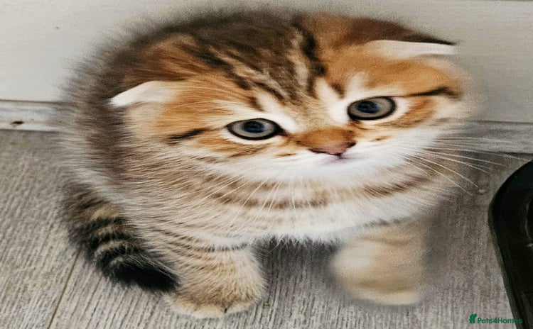 Scottish Fold cats - Advert 3
