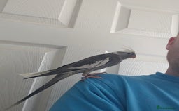 Cockatiels birds for sale: Cockatiel chicks hand tame  - Image 12
