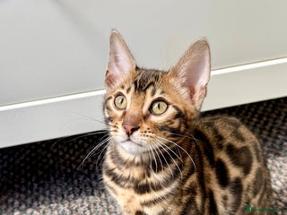 Bengal cats Bengal kittens - Advert 1