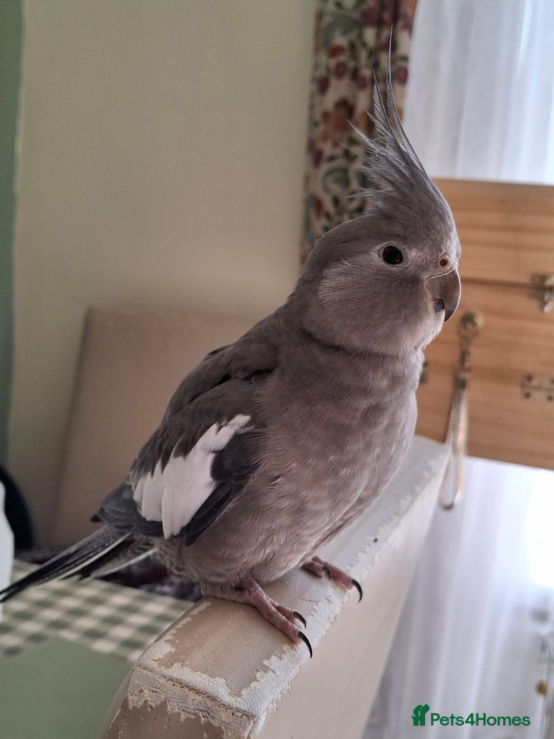 Cockatiels birds for sale: Cockateil female - Advert 1