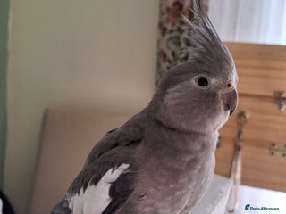 Cockatiels birds Cockateil female - Advert 1