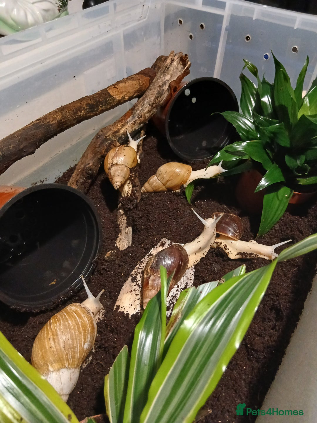 Snails invertebrates for sale: 5 adult African Land Snails and complete set up  - Image 7