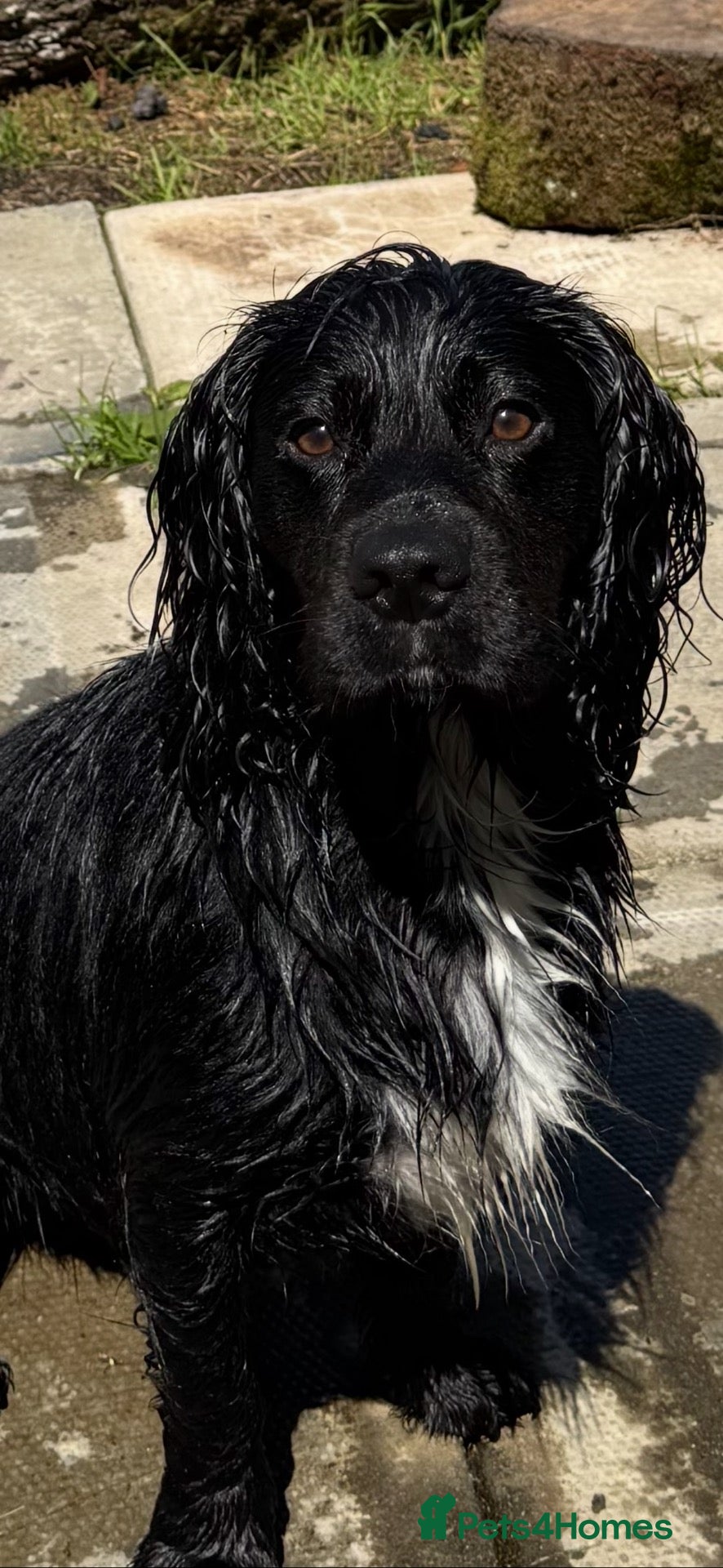 Cocker Spaniel dogs Monty ### STUD ONLY ### - Advert 6