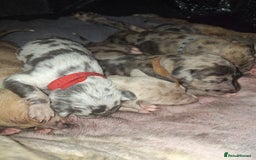 Lurcher dogs for sale: Saluki Lurcher  - Image 13