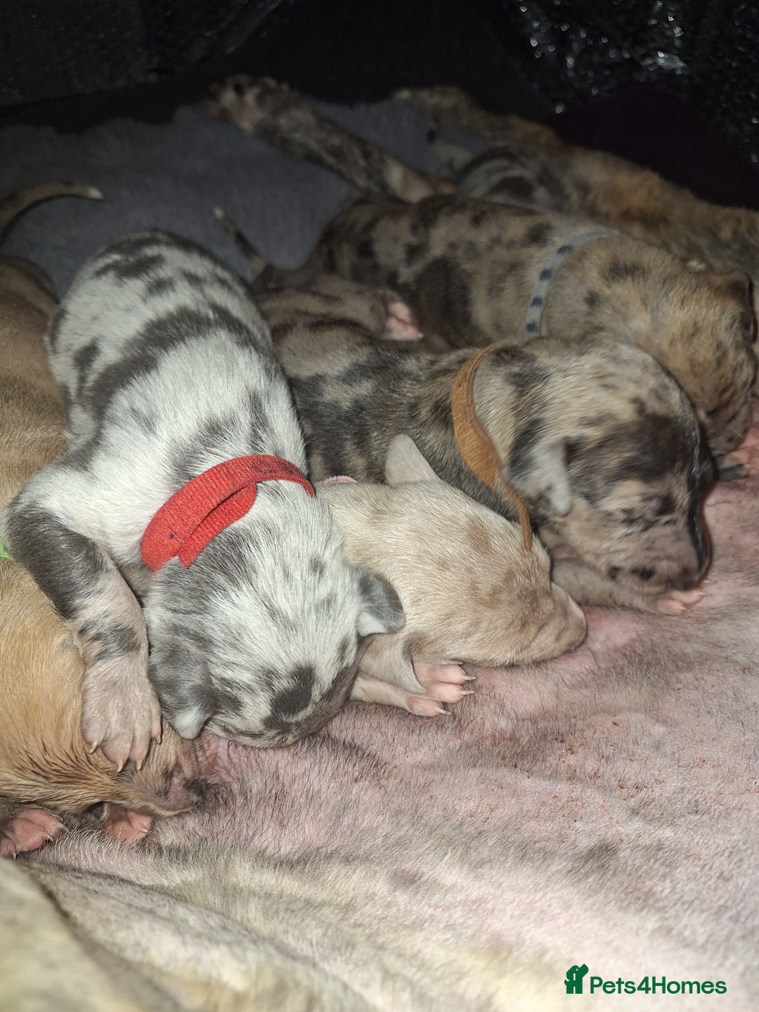 Lurcher dogs for sale: Saluki Lurcher  - Image 13