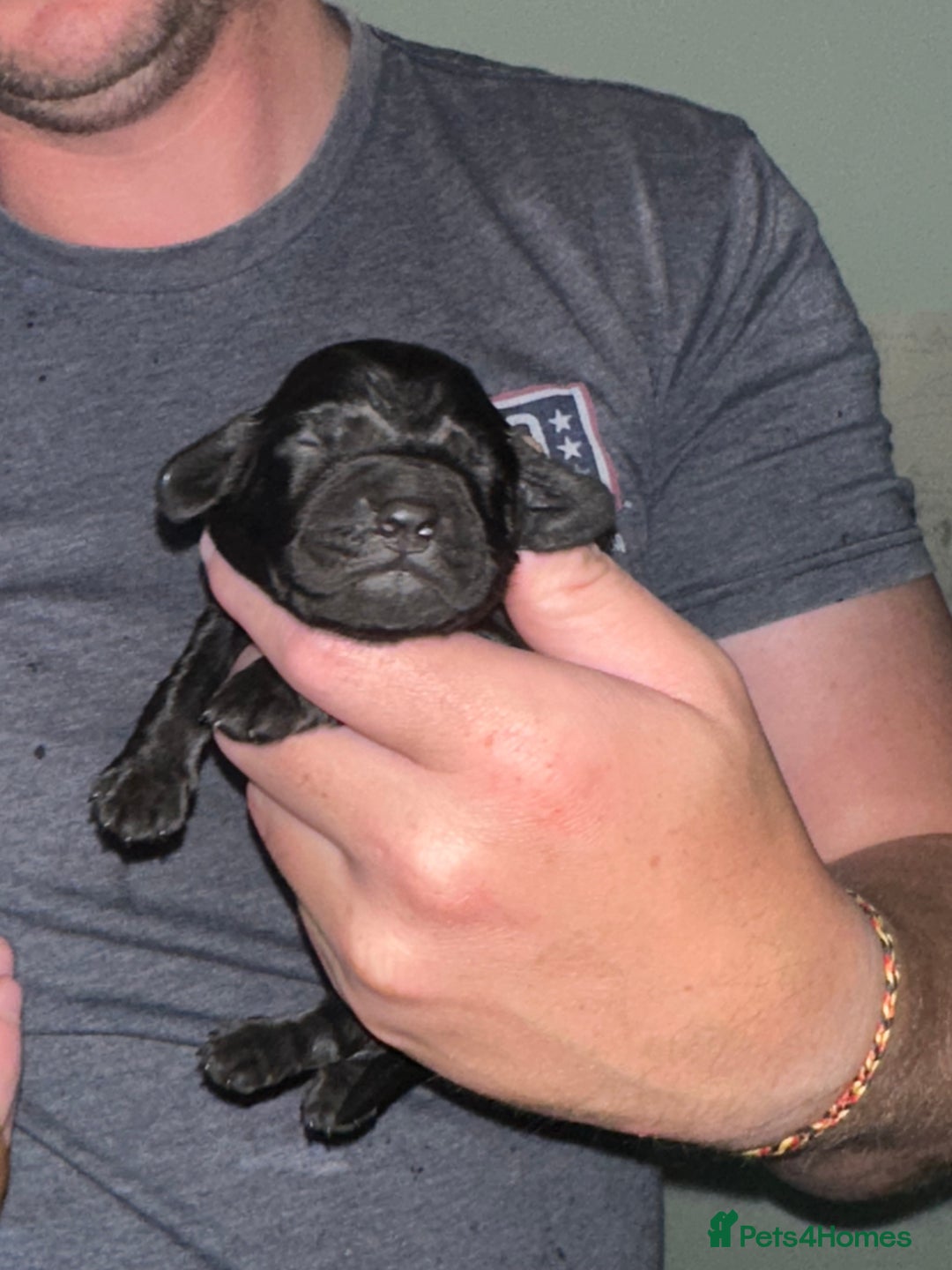 Cocker Spaniel dogs for sale: Beautiful Cocker Spaniel Puppies - Image 13
