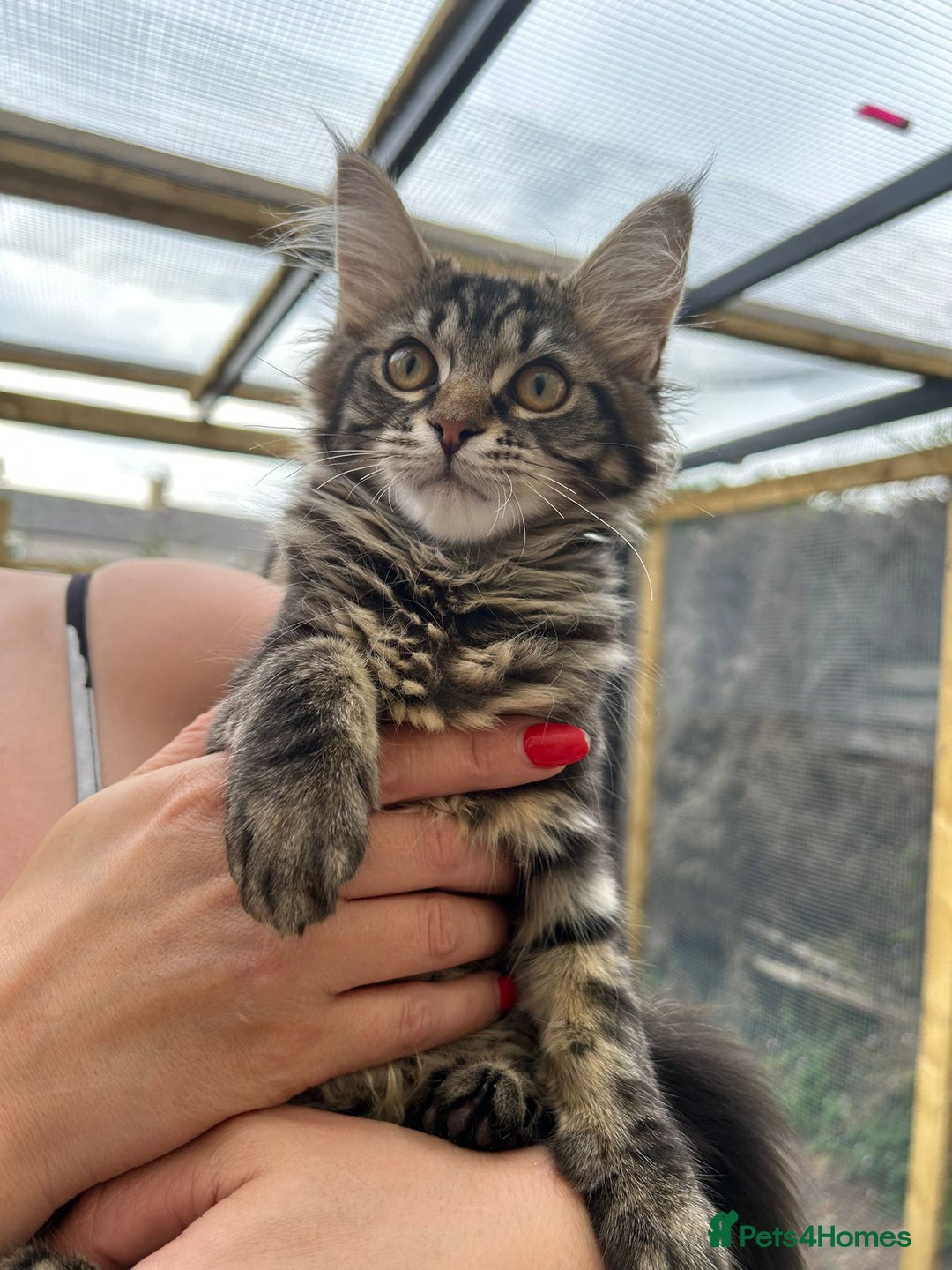 Maine Coon cats for sale: Maine coon kittens - Image 9